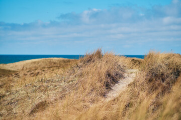 Path through the Dunes at the north sea coast . High quality photo