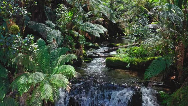 Water stream and waterfall in Australia jungle forest