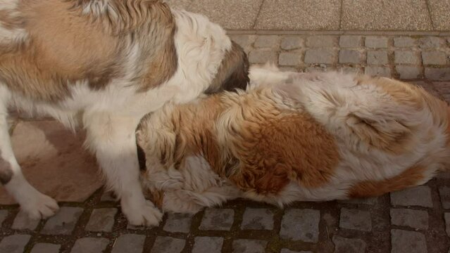 Two big dogs are playing in the sun. Pets become more excitable or agitated and experience heightened libido. Dog become more energetic at spring. Sunny outdoors.