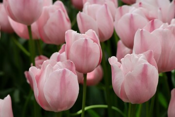 Tender pastel color pink tulip flowers close up