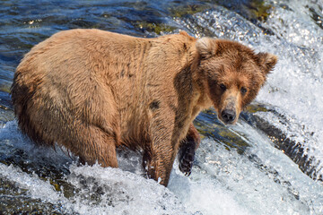 Fototapeta premium Grizzly bear trying to catch salmon, Katmai National Park, Alaska, USA