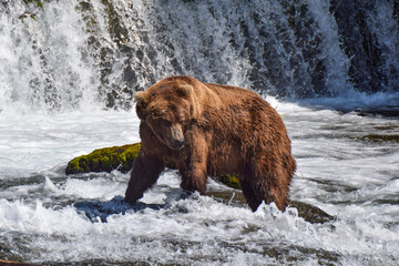 Obraz na płótnie Canvas Grizzly bear trying to catch salmon, Katmai National Park, Alaska, USA