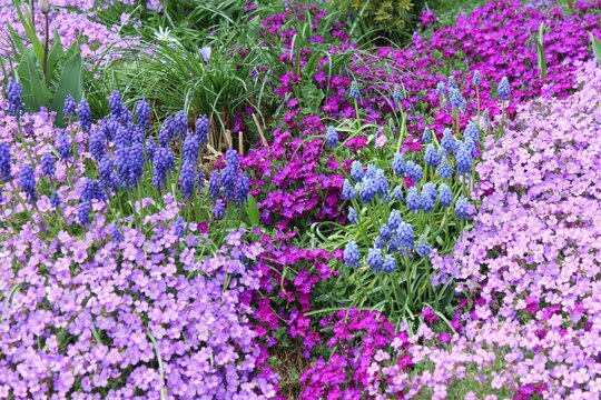 Beet mit wunschönen Frühlingsblumen: Blaukissen und Traubenhyazinthen