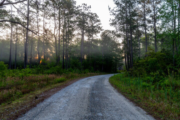 Fototapeta na wymiar Unpaved Road through the Forest in Morning