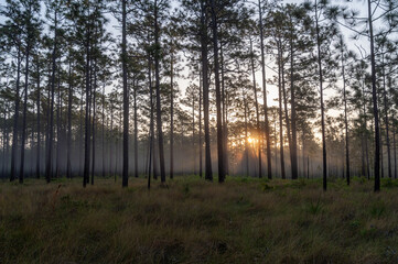 Sun Rays in the Longleaf Pine Savanna