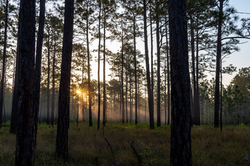Morning Sun Streaming Through the Longleaf Pines