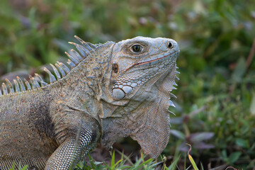 Iguana