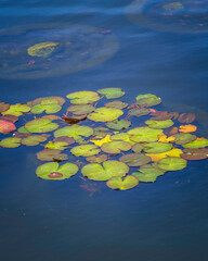 Close up of bright green water lilies floating on the surface of a pond.