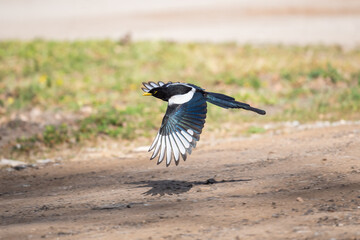 Flying yellow billed magpie