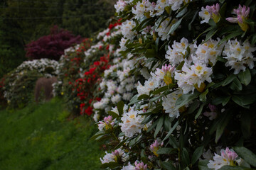 Obraz premium flowers in the garden