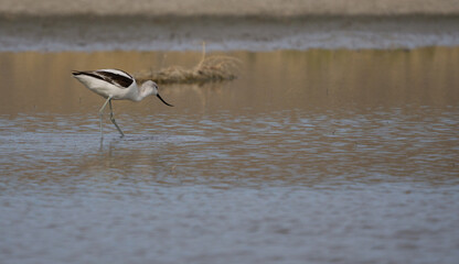 american avocet