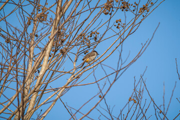 sooty-headed bulbul bird hanging on dry tree branch in the morning