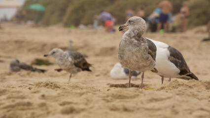 brown seegull on a beach