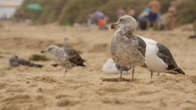 brown seegull on a beach