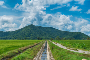 Fototapeta na wymiar paddy fields and irrigation water over mountain in the morning