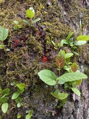 leaves in the forest