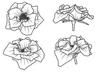 Hand drawn rose flower sketch line art illustration