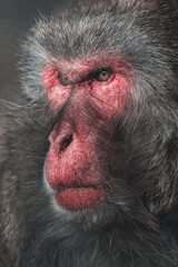Japanese Macaque (Macaca fuscata) 