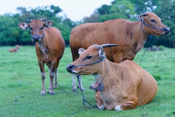 Naklejka na ściany i meble cows grazing in a field