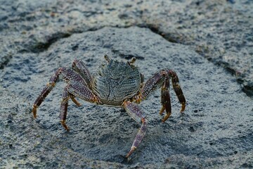 crab on a rock