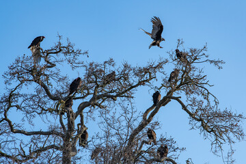 Vulture landing in a tree