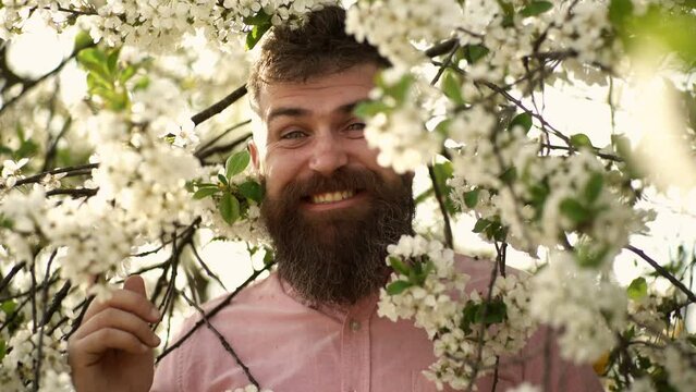 Allergy, spring allergy season. Man smelling blooming tree in orchard. Man smelling flovers. Bearded man with stylish mustache and beard enjoy spring flowers on face.