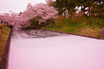Pink Cherry Blossom Petal Carpet or Hanaikada on the Pond Moat of Hirosaki Castle in Aomori, Japan...