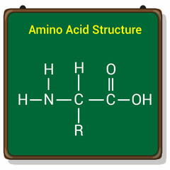 the general structure of an amino acid