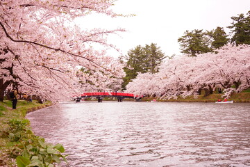 Japanese Red Colored Bridge and Pink Sakura, Cherry Blossoms blooming at Moat of Hirosaki Castle in Aomori, Japan - 日本 青森 弘前城 西濠 春陽橋 桜の花