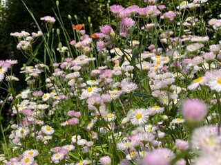 field of flowers