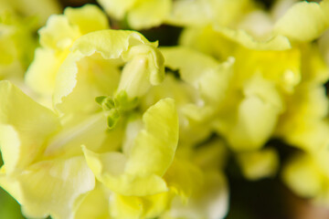黄色い金魚草の花
