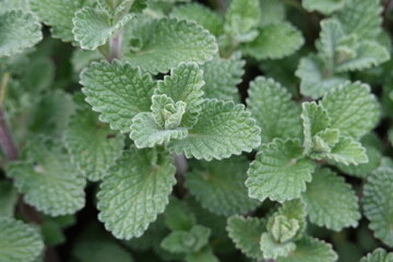 The Faassen’s catnip enriches the garden with numerous lavender-blue flowers, which are very...