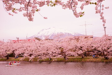 日本 青森県 弘前 弘前城 岩木山 桜の花