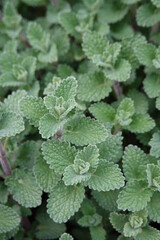 The Faassen’s catnip (Nepeta x faassenii) is a garden hybrid that was created by crossing two catnip, namely Nepeta racemosa and Nepeta nepetella. - obrazy, fototapety, plakaty