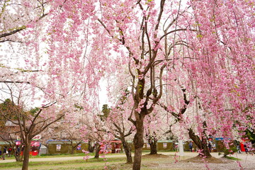 Drooping Pink Sakura or Cherry Blossom Flower at Hirosaki Castle in Aomori, Japan - 日本 青森 弘前城 しだれ桜