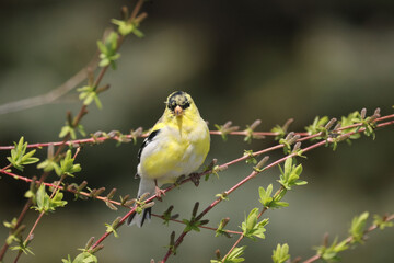 Male and Female goldfinches half way through molt on a spring day flapping and fighting over food and mates
