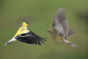 Male and Female goldfinches half way through molt on a spring day flapping and fighting over food...