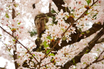 Pink Sakura or Cherry Blossom Flower at Hirosaki Castle in Aomori, Japan - 日本 青森 弘前城 桜の花