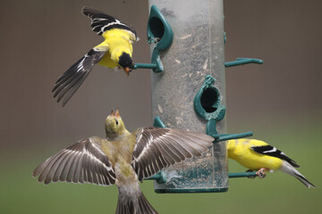 Male and Female goldfinches half way through molt on a spring day flapping and fighting over food...