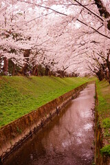 Pink Sakura or Cherry Blossom Tunnel and Moat at Hirosaki Castle in Aomori, Japan - 日本 青森 弘前城 お濠 桜のトンネル