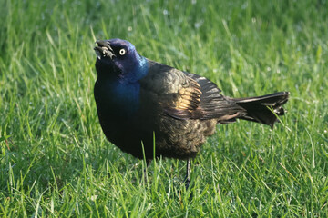 Common Grackle on lawn looking for food and displaying for mates