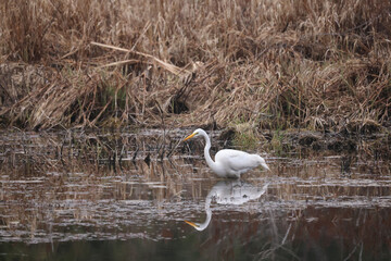 Egret in swamp fishing for food on overcast spring day