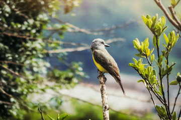 Suiriri, Tyrannus melancholicus, Tropical Kingbird