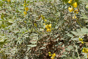 nubian senna plant wild in the desert of sudan with yellow flowers green pods and dry brown pods legumes 1 - obrazy, fototapety, plakaty