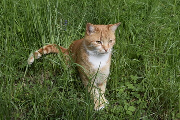 Orange white tabby cat in the grass