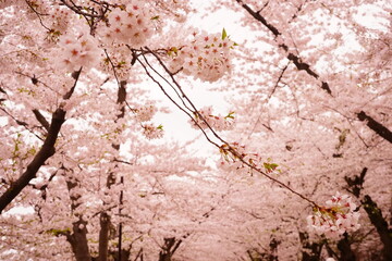 Pink Sakura or Cherry Blossom Tunnel at Hirosaki Castle in Aomori, Japan - 日本 青森 弘前城 桜のトンネル