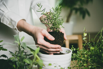 ガーデニング　ハーブ　植物　鉢植え