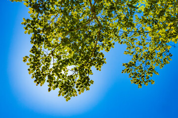 Obraz premium 新緑と青空