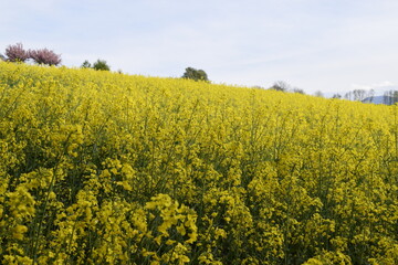 Rapeseed field in spring