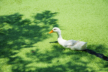 Duck swimming on lake with algae